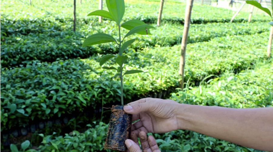 Điều kiện bảo hộ đối với giống cây trồng Điều kiện bảo hộ đối với giống cây trồng