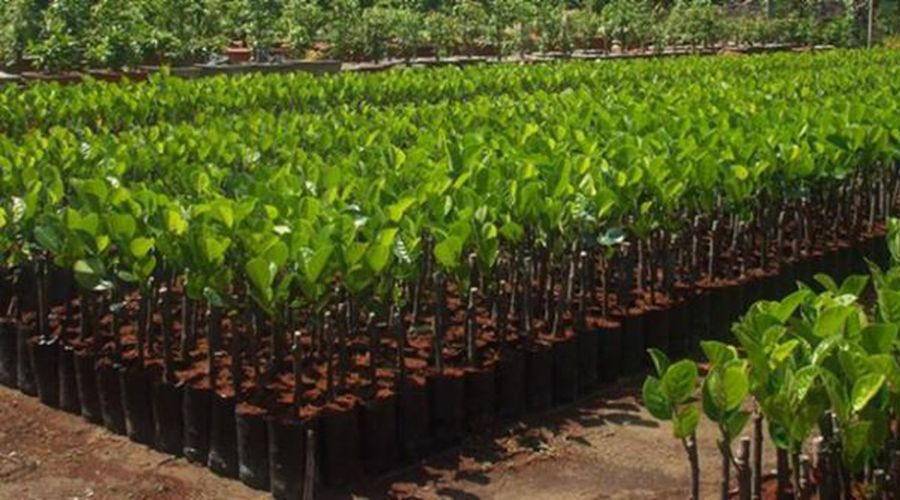 Thủ tục đăng ký bảo hộ giống cây trồng đối với doanh nghiệp tư nhân Thủ tục đăng ký bảo hộ giống cây trồng đối với doanh nghiệp tư nhân