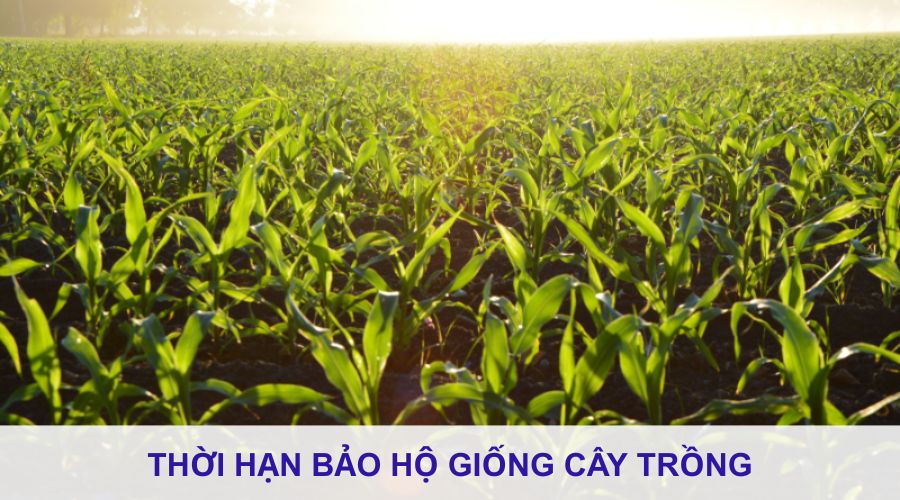 thời hạn bảo hộ giống cây trồng